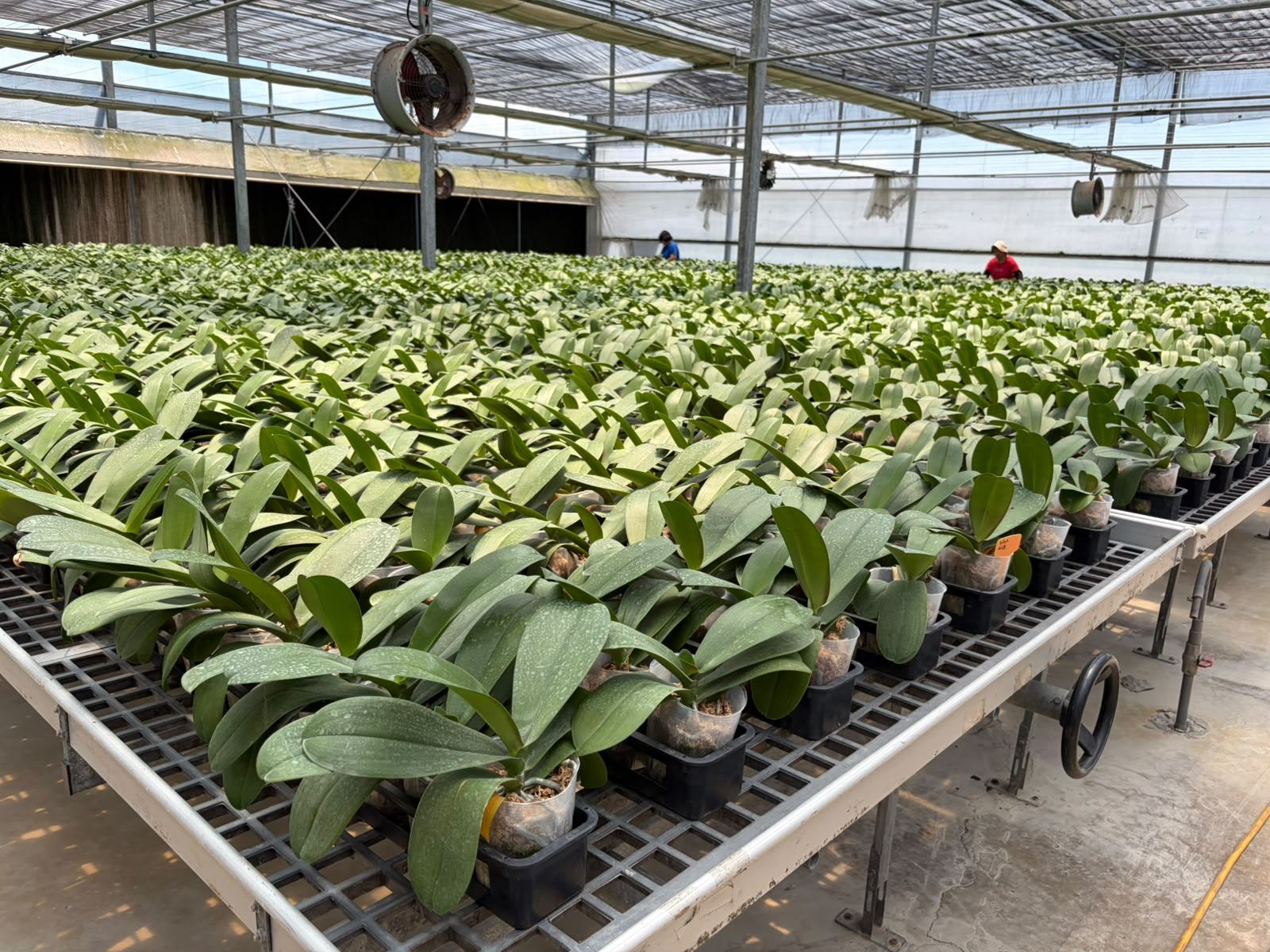Orchid greenhouse production