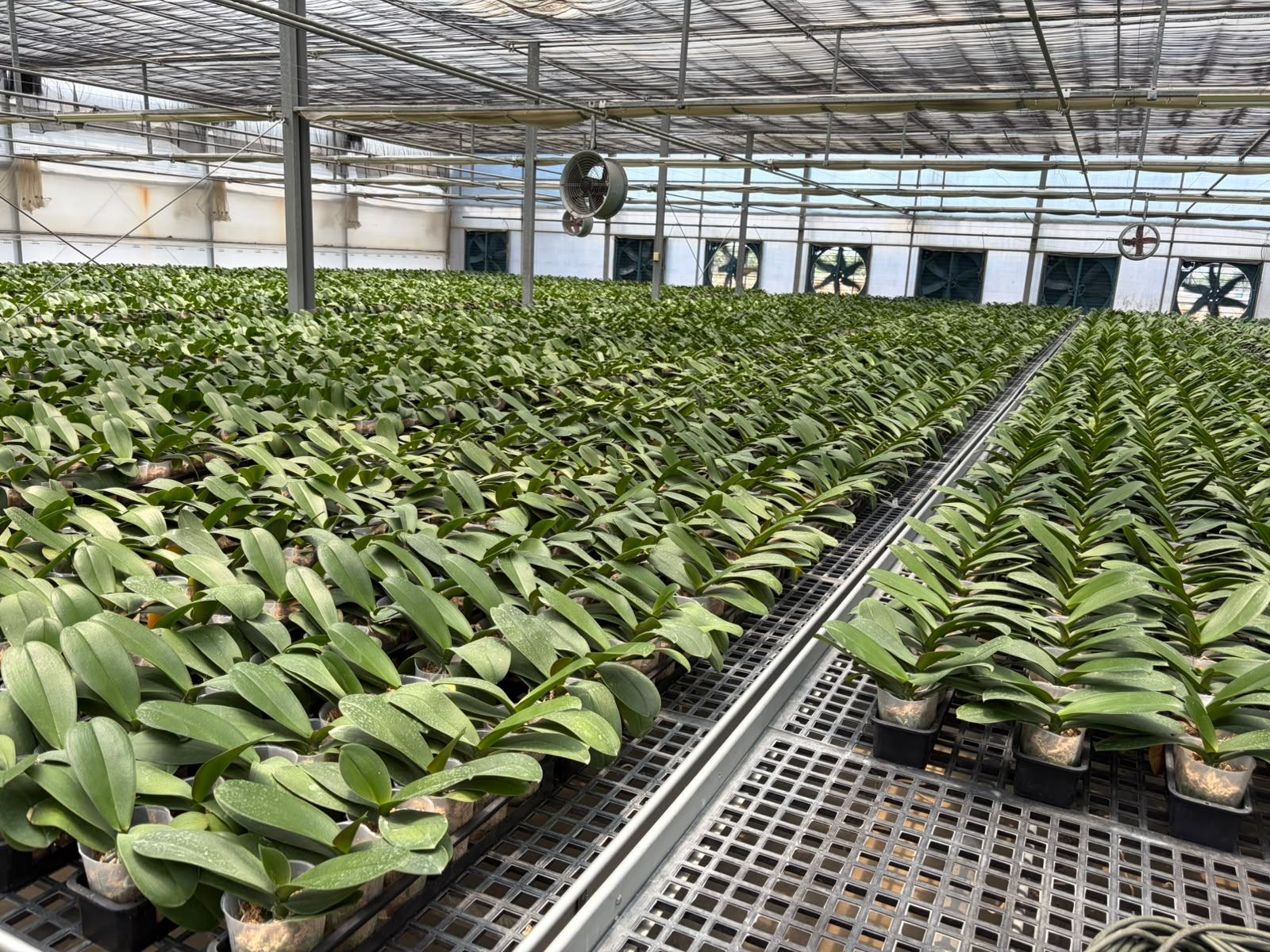 Commercial orchid greenhouse